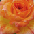 Narančasta - Patuljasta ruža  - Baby Darling